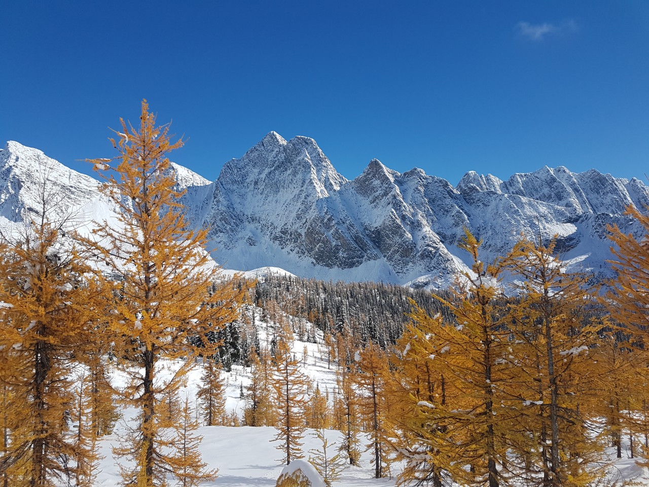Larches in Monica Meadows 